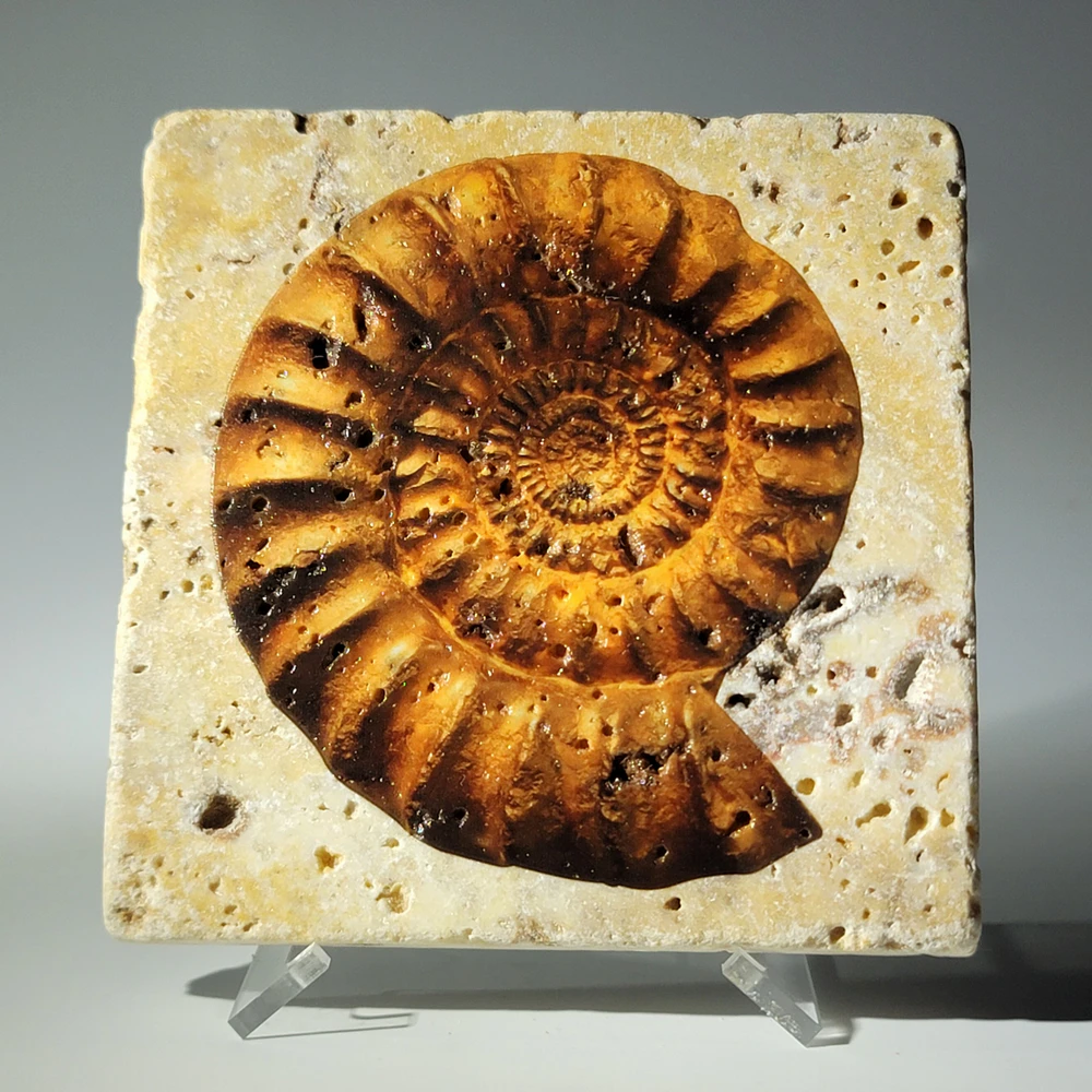 Travertine Stone Coaster - Ammonite 02 - Image 6