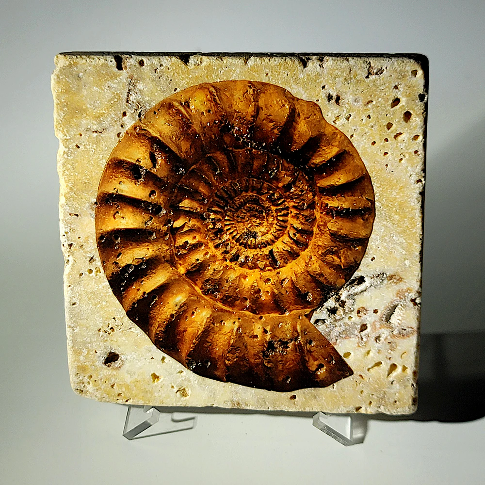 Travertine Stone Coaster - Ammonite 02 - Image 5