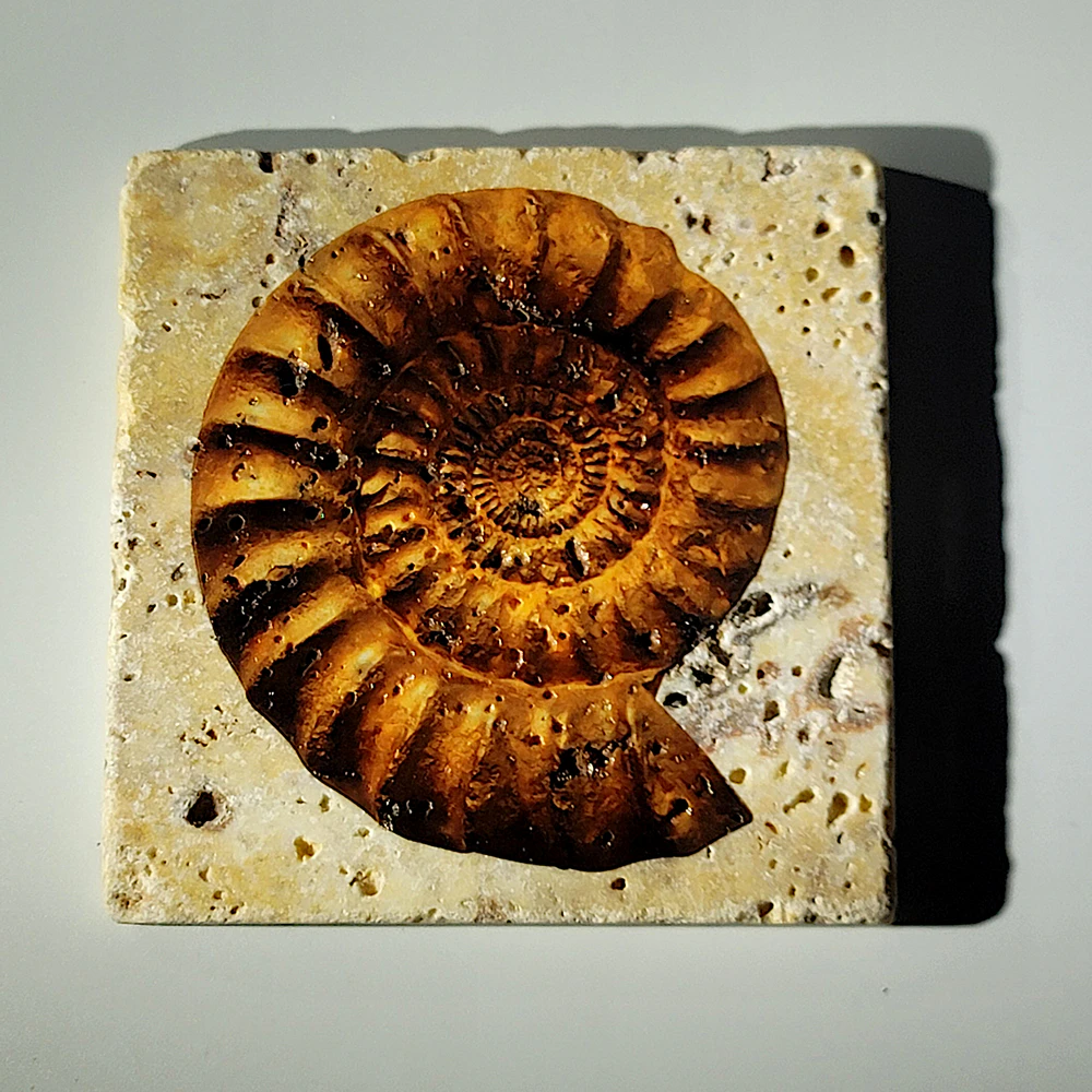 Travertine Stone Coaster - Ammonite 02 - Image 4