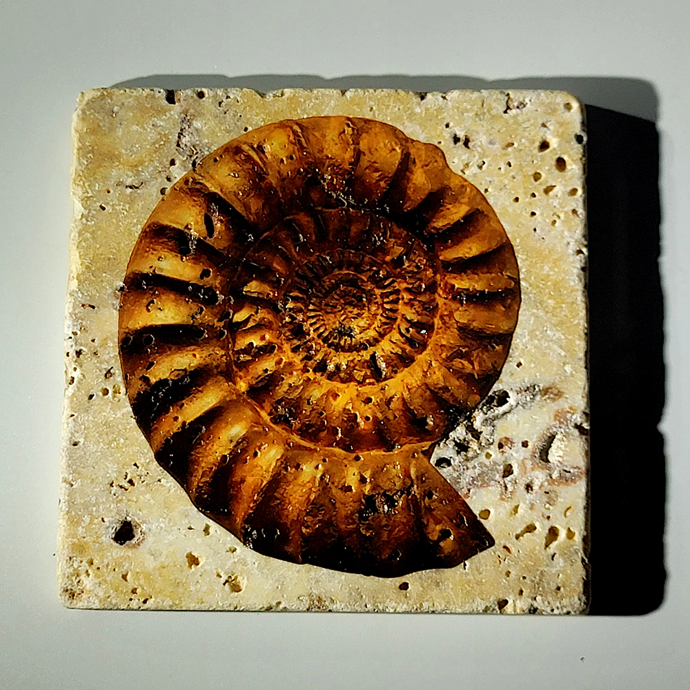 Travertine Stone Coaster - Ammonite 02 - Image 3