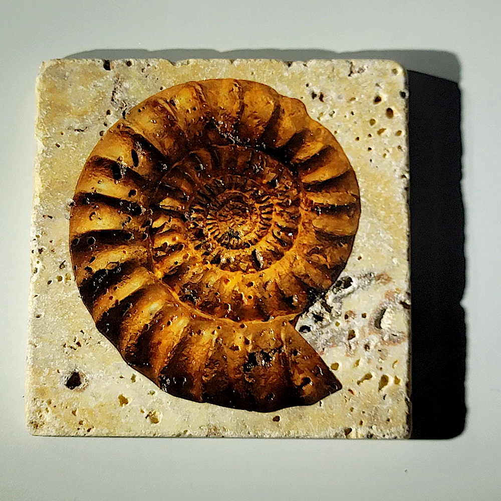 Travertine Stone Coaster - Ammonite 02 - Image 2