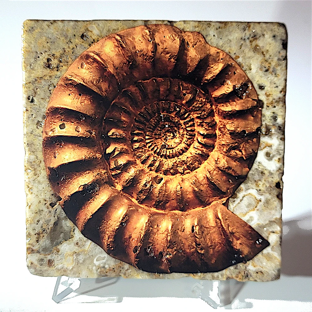 Travertine Stone Coaster - Ammonite 02 - Image 7