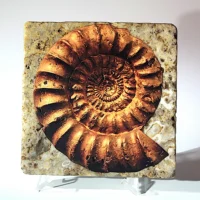 Travertine Stone Coaster - Ammonite 02