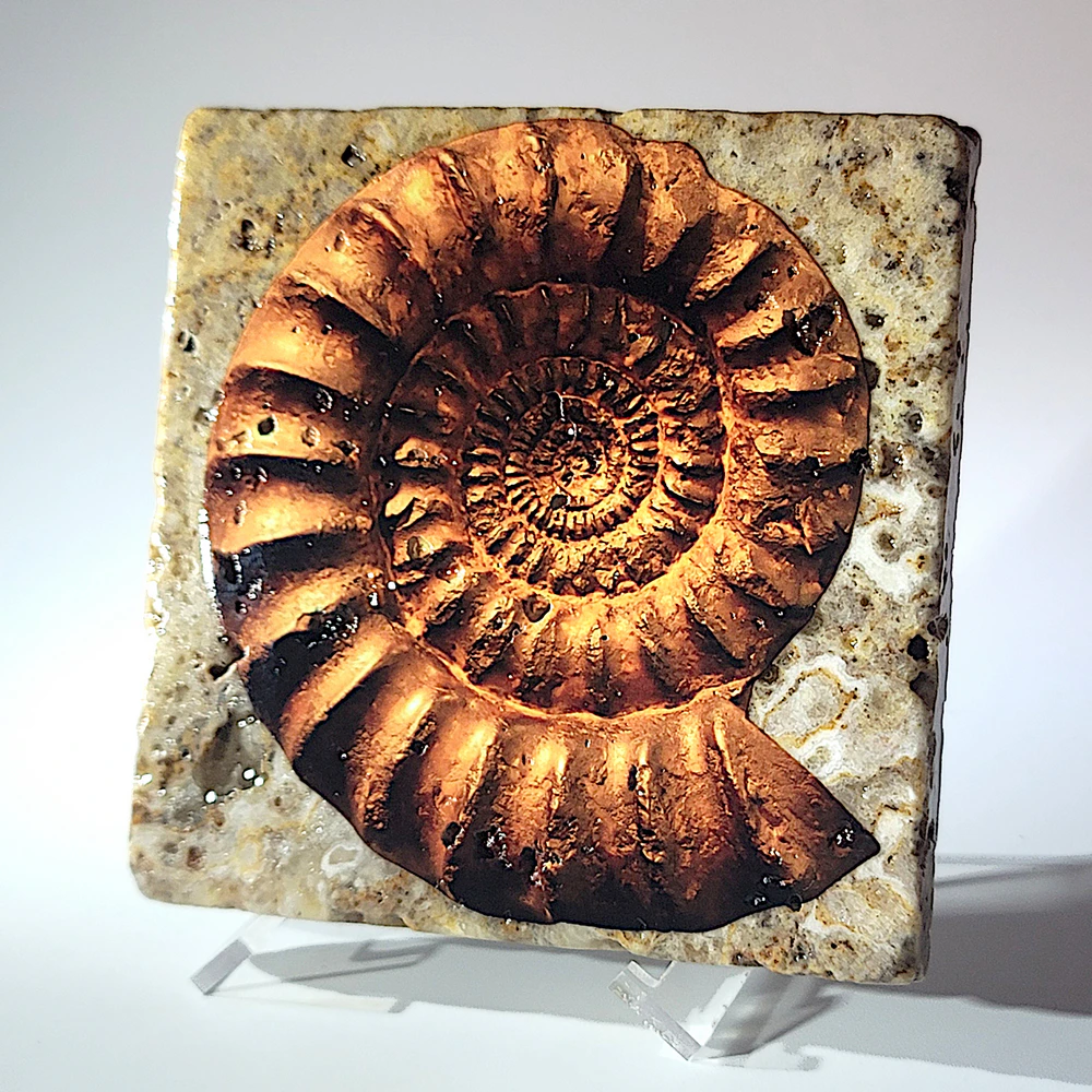 Travertine Stone Coaster - Ammonite 02 - Image 8