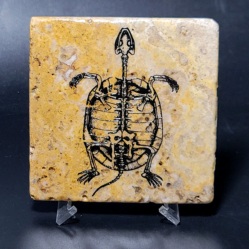 Travertine Stone Coaster - Fossil Turtle