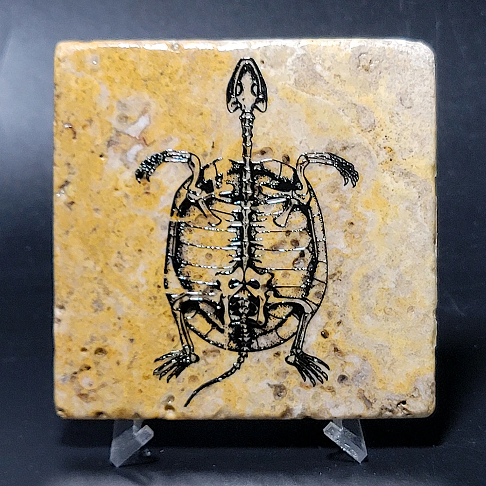 Travertine Stone Coaster - Fossil Turtle - Image 4