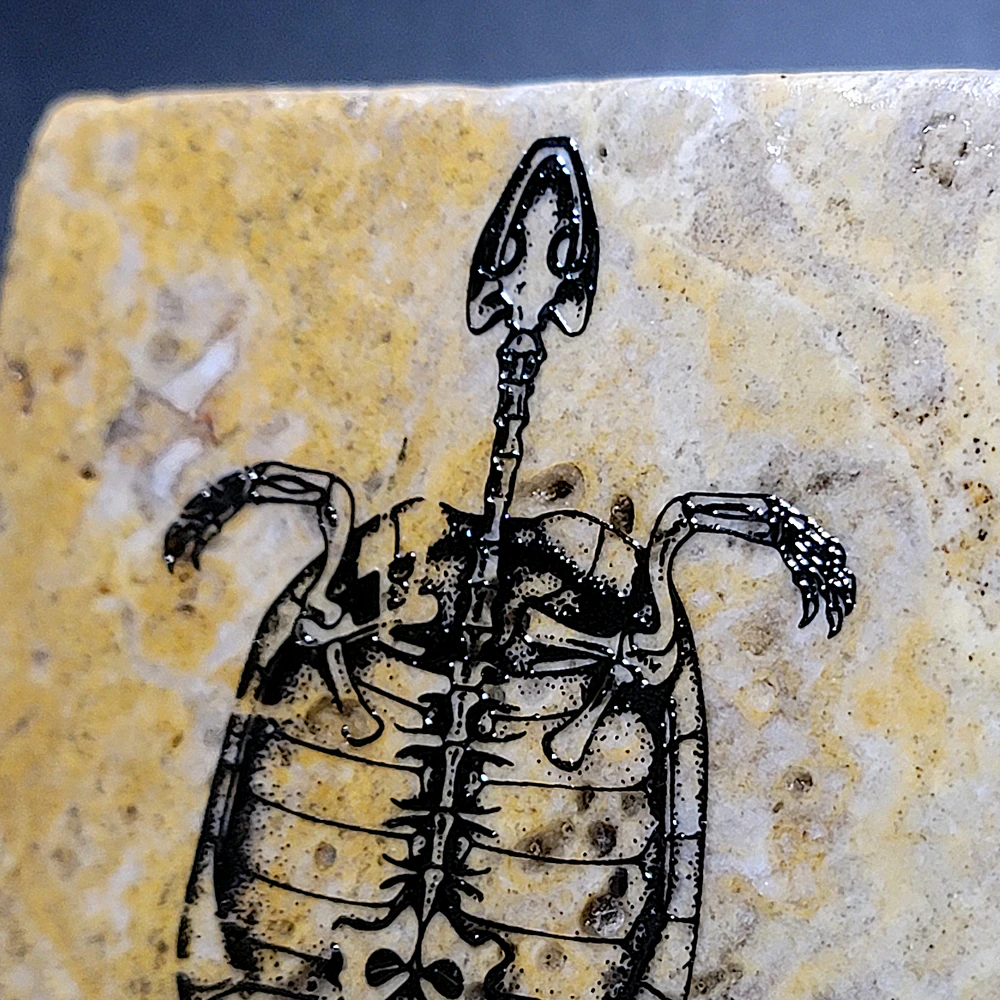 Travertine Stone Coaster - Fossil Turtle - Image 3