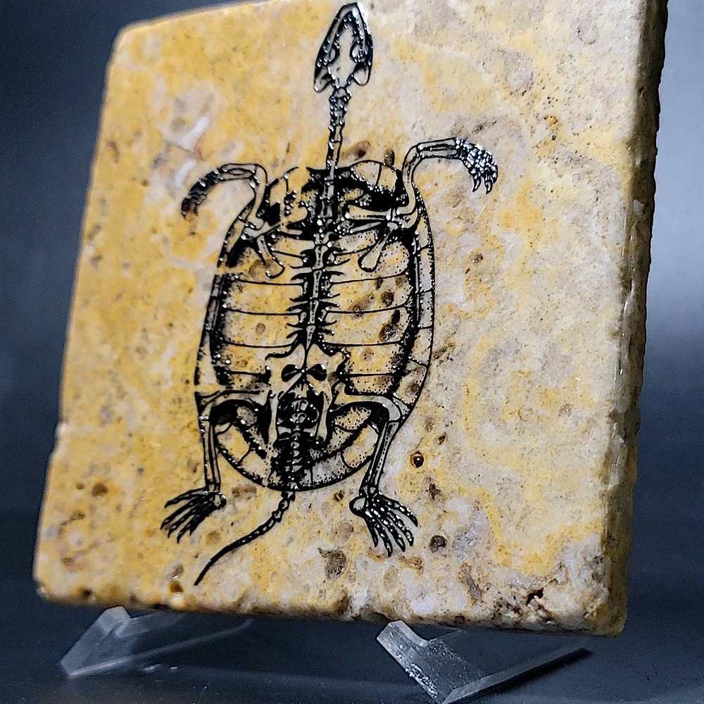 Travertine Stone Coaster - Fossil Turtle - Image 2