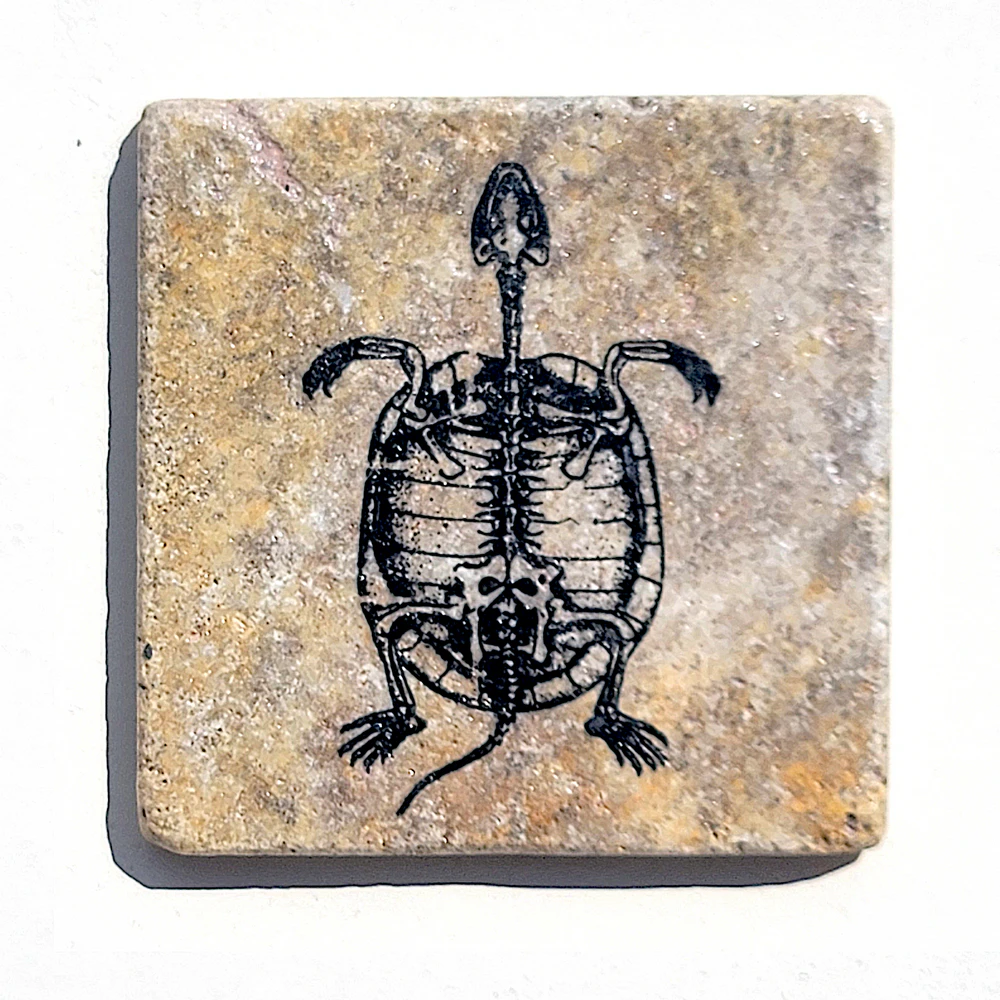 Travertine Stone Coaster - Fossil Turtle - Image 5